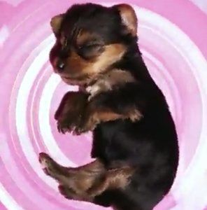 Meet your Posher, Samantha